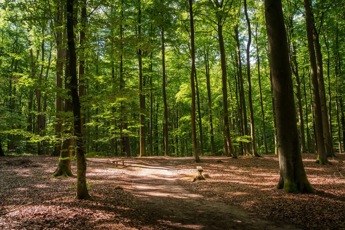 Trauma-focused CBT — a calm, everyday scene
